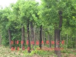 菏澤國槐樹苗批發商 山東國槐樹苗供應