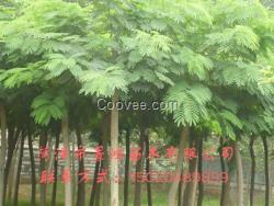 菏澤合歡樹苗供貨商 菏澤合歡樹苗種植