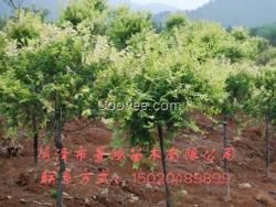 國槐樹苗基地 山東國槐樹苗批發