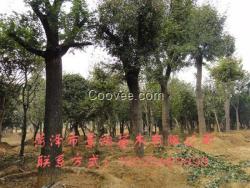 菏澤皂角苗基地 皂角苗批發(fā)商