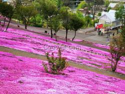 芝櫻小苗出售