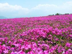 芝櫻小苗種植