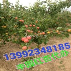陜西金太陽杏基地|凱特杏廠家