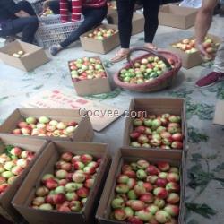 陜西大棚金太陽杏基地，陜西大棚油桃供應商