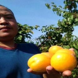 陜西金太陽杏基地|凱特杏廠家銷售