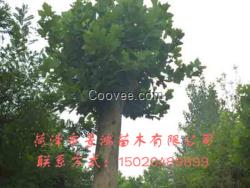 菏澤法桐樹種植  山東法桐樹批發商