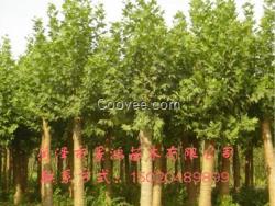 菏澤法桐樹(shù)供應(yīng) 山東法桐樹(shù)出售