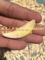 狼牙|狼牙飾品|狼牙飾品批發(fā)|狼牙飾品批發(fā)基地