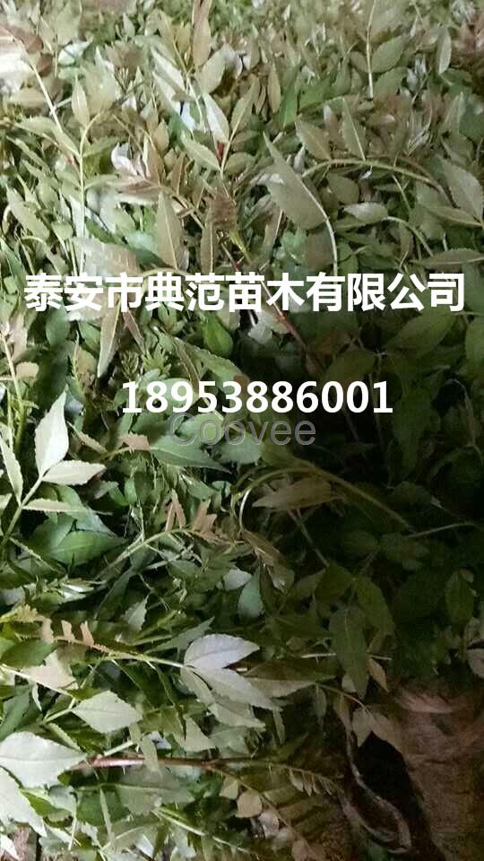 花椒苗小苗供應(yīng) 20公分高大紅袍花椒苗基地發(fā)售