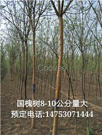 種植1-80公分國槐樹基地 菏澤1-80公分國槐樹供貨商