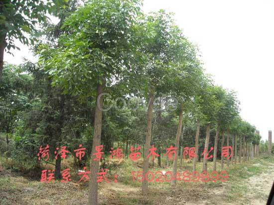 菏澤白臘樹基地 菏澤白臘樹批發(fā)商