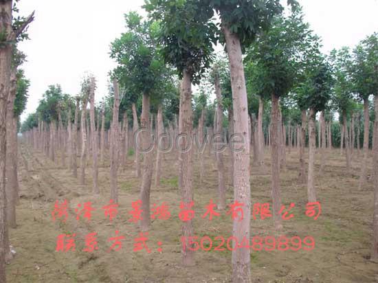 山東花灌木批發 菏澤花灌木種植基地