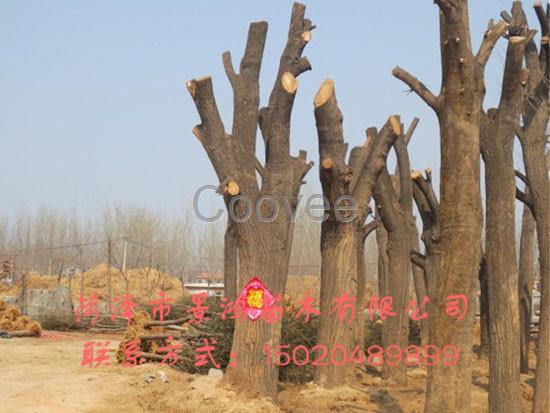 出售批發國槐樹苗 國槐樹苗批發市場