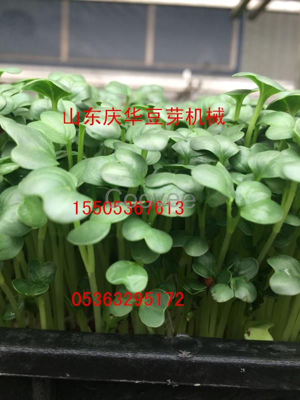 湖北宜昌襄陽孝感黃石全自動慶華芽苗機花生芽機械