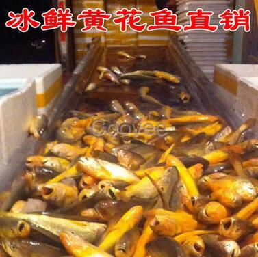 凍大黃魚500g冷凍黃花魚真空獨立包裝