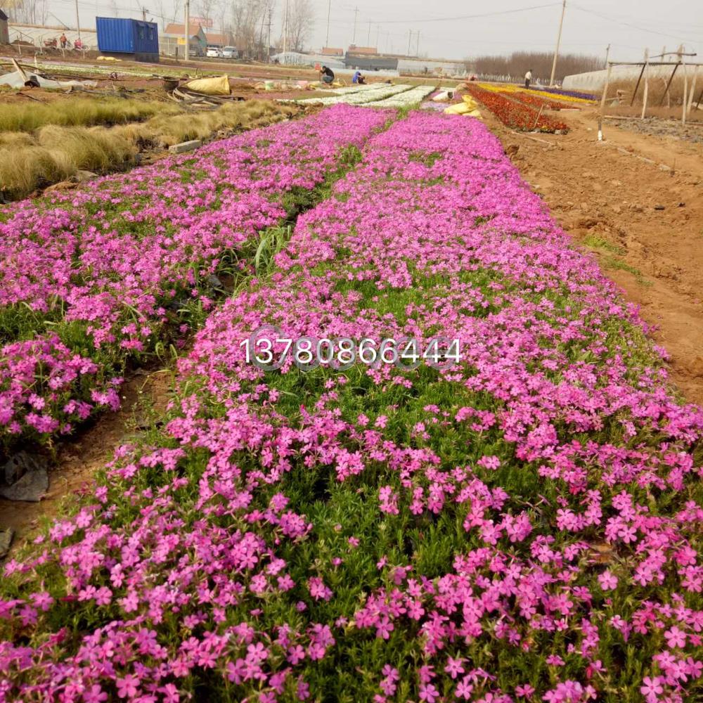 濰坊宿根花卉種植基地