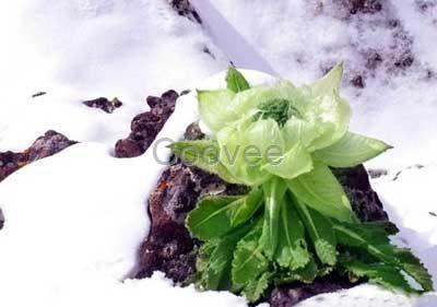 北京有賣天山雪蓮的