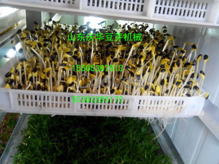 21世纪新兴特色芽苗菜豆芽微工厂活体蔬菜香椿苗萝卜苗豌豆苗