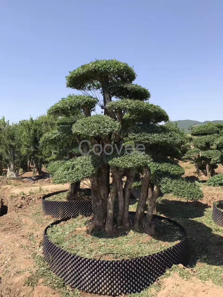 京山对节白蜡树桩