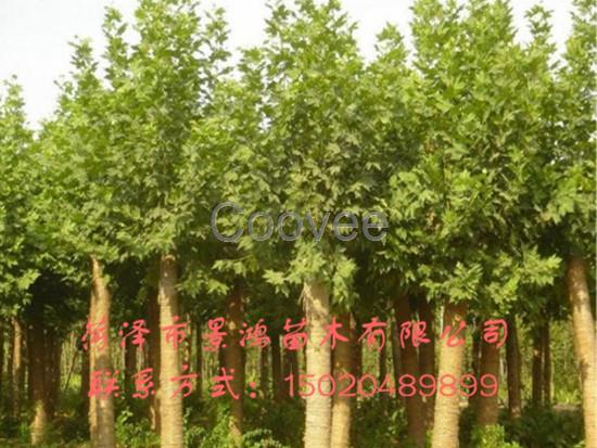 山東法桐樹批發(fā)批發(fā)出售法桐樹