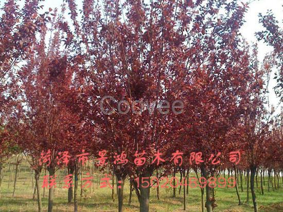 批發(fā)出售紫葉李紫葉李供貨商