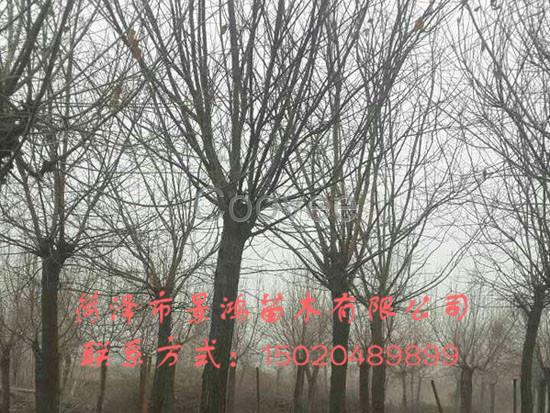 山東國槐樹苗基地出售國槐樹苗