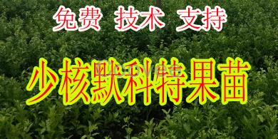 瀘州少核默科特苗基地批發(fā)