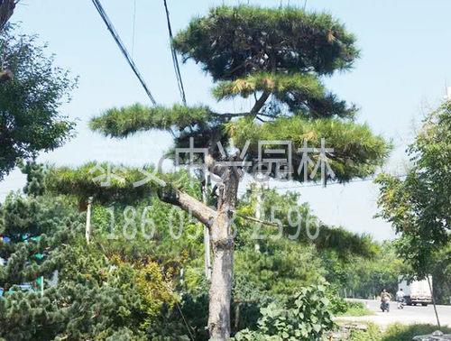 山東造型油松種植基地