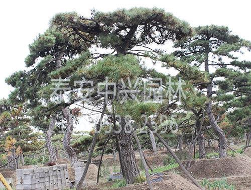 山東造型黑松種植基地