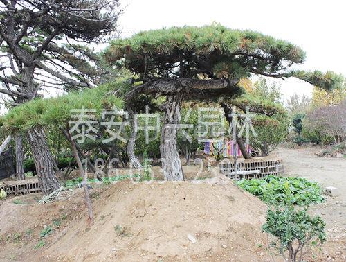 山東迎客松盆景種植基地