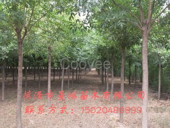 菏澤合歡樹山東合歡樹種植基地