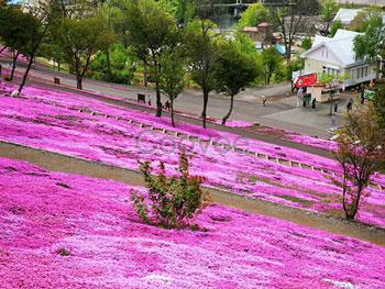 山東芝櫻小苗種植基地