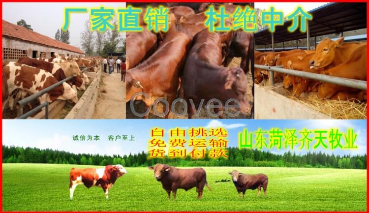 大型肉牛养殖场小肉牛