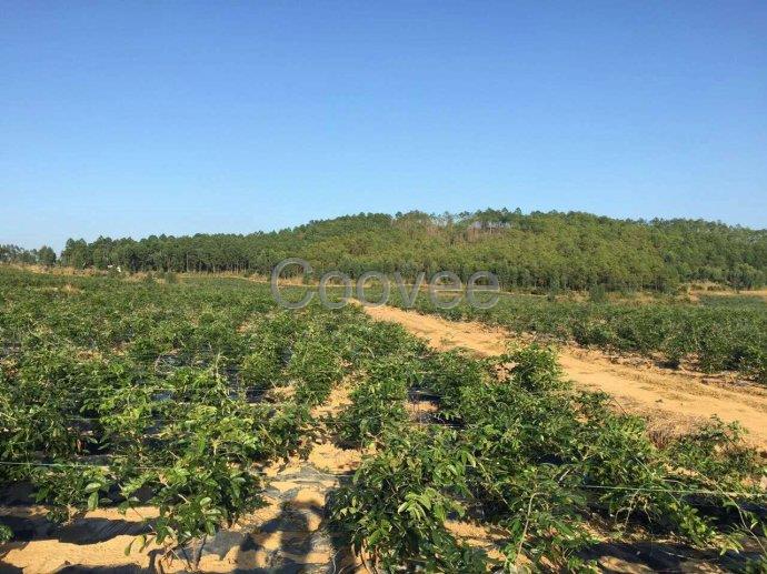 小葉牛大力黃毛牛大力種植技術(shù)容易種植么