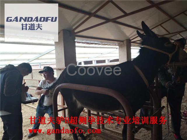 便宜驢用B超母驢B超廠家