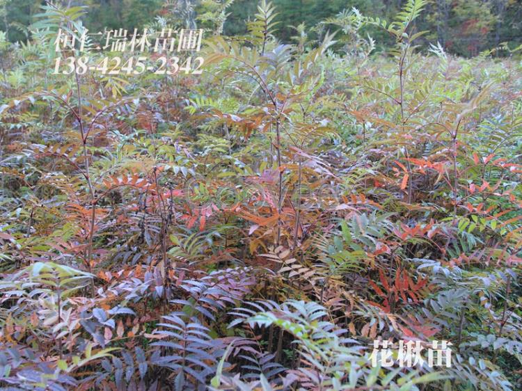 花楸樹苗遼寧花楸苗