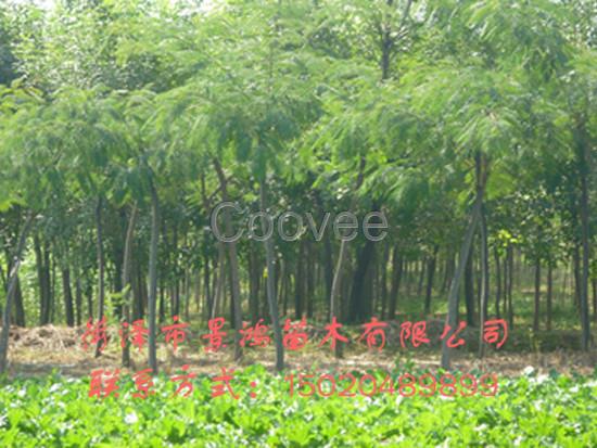 山東合歡樹(shù)基地菏澤合歡樹(shù)批發(fā)