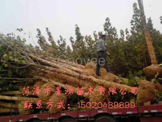 山東法桐樹山東法桐樹供應(yīng)商
