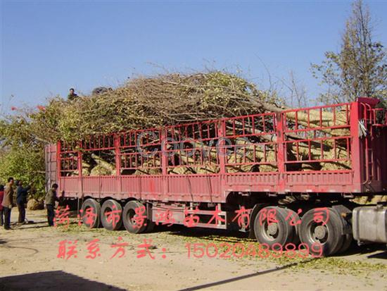 菏澤國槐樹苗基地國槐樹苗