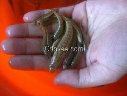 漁昌桂花魚苗價格、石景山區魚苗價格、草魚