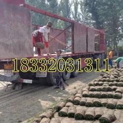 石家莊冷季型草皮