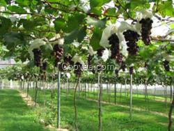 新葡萄種植技術(shù)|愛博欣農(nóng)業(yè)