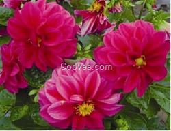 草花常年供應(yīng),菏澤草花,君誠花卉苗木(在