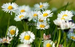 草花,山一花卉苗木草花(圖),品牌草花