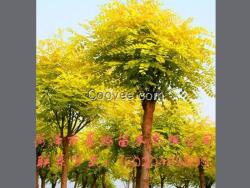 金葉榆種子批發  新金葉榆批發報價