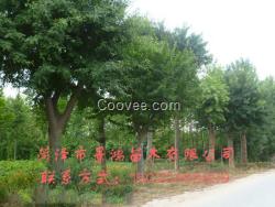 供應皂角樹栽培管理技術  山東柳樹苗批發