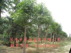 白臘樹批發  供應白蠟樹種植技術