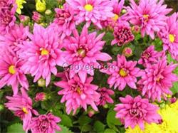 上海地被菊批發|地被菊|君誠花卉苗木(在