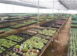 溫室大棚施工,瑞麗溫室大棚,科創溫室大棚