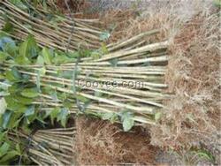 蘭山桂花苗木|桂花苗|利源桂花